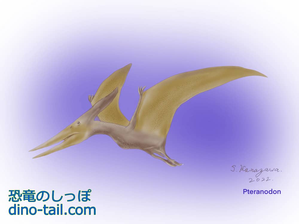 プテラノドン(Pteranodon)のイラスト