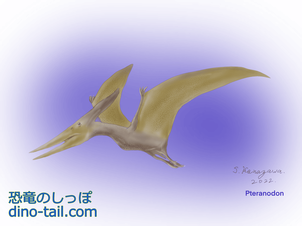 プテラノドン(翼竜) | 恐竜のしっぽ -古生物図鑑-