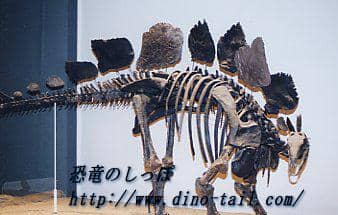 ステゴサウルスの骨格