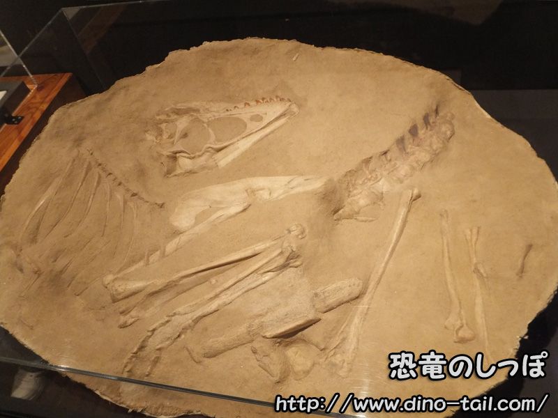 タルボサウルス幼体化石