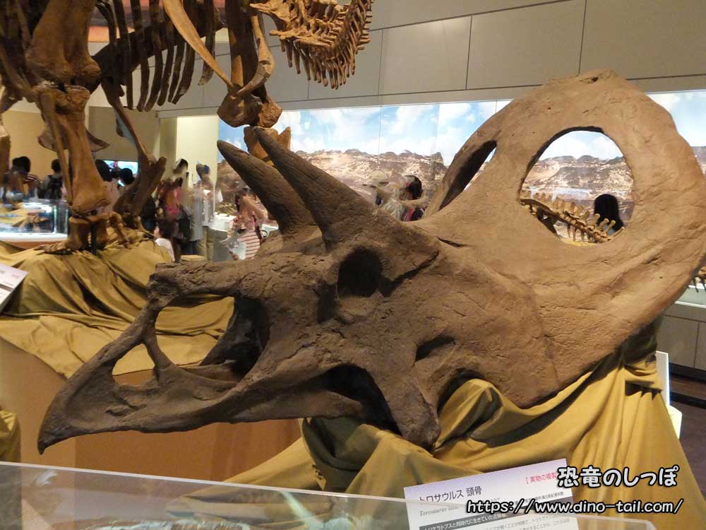 トロサウルスの頭骨化石