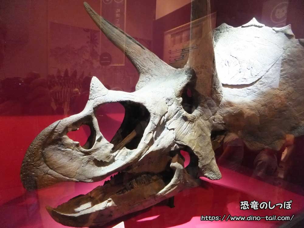 トリケラトプスの頭骨化石