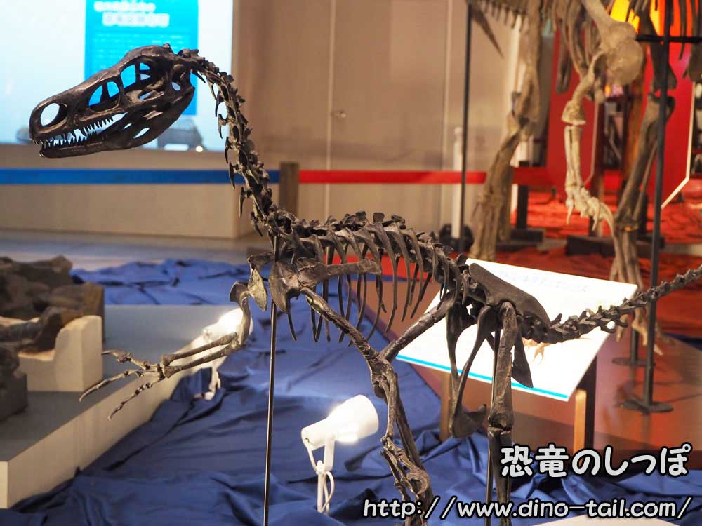 フクイベナートルの全身骨格化石