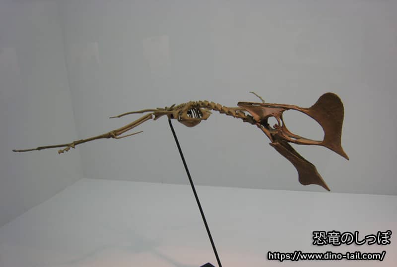 タペヤラの全身骨格化石