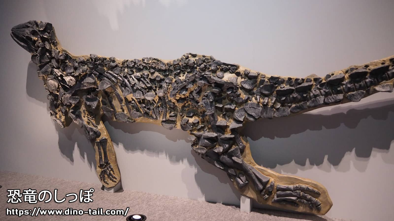 スケリドサウルスの骨格化石