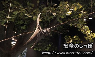 プテラノドンの骨格