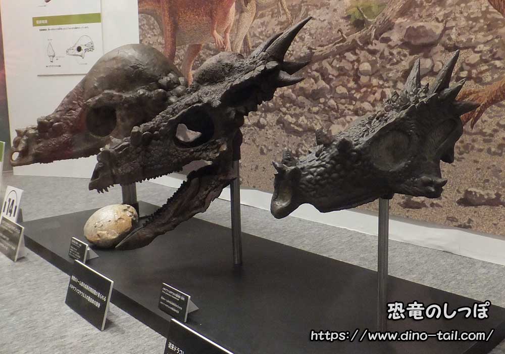 パキケファロサウルス頭骨