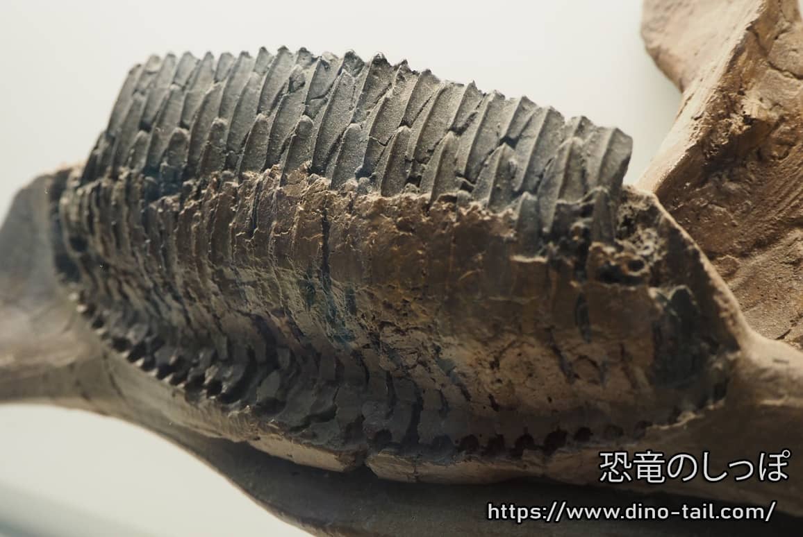 福井県立恐竜博物館 ダイノラボのエドモントサウルス デンタルバッテリー