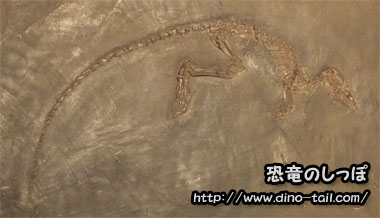 レプティクティディウム