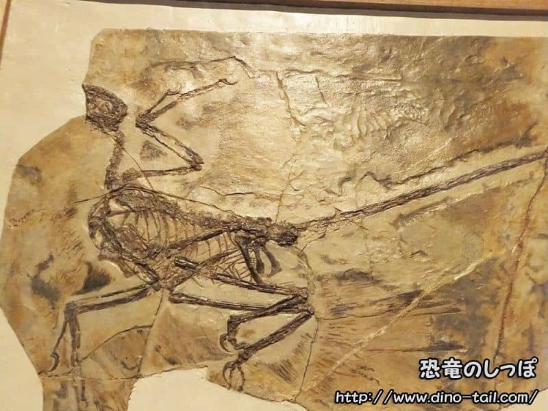 ミクロラプトル・グイの全身骨格
