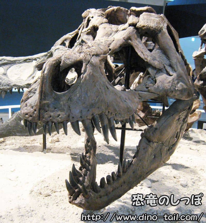 ティラノサウルスの頭骨化石(がっしり)