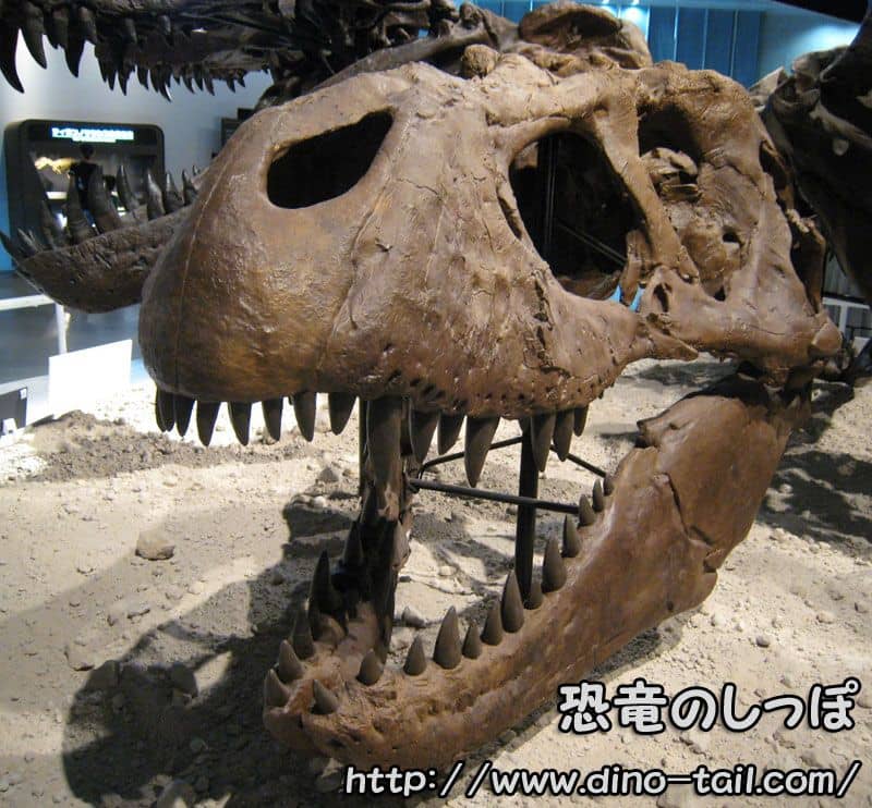 ティラノサウルスの頭骨化石(きゃしゃ)