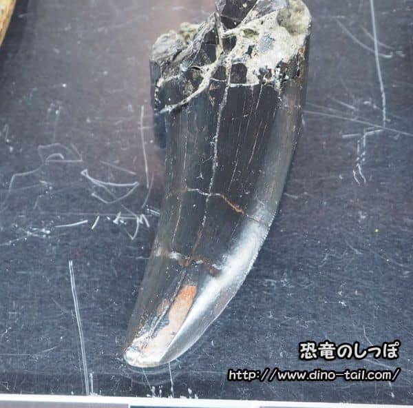 アルバートサウルスの歯化石
