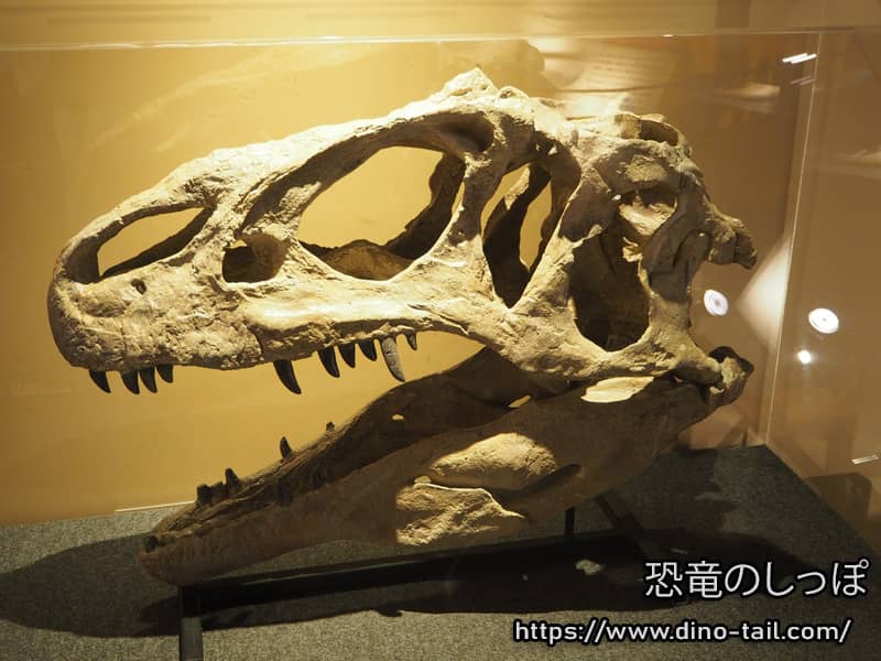 アロサウルスの頭骨