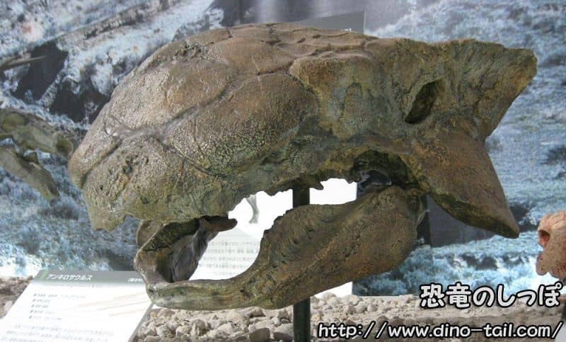 アンキロサウルス 頭骨 Ankylosaurus