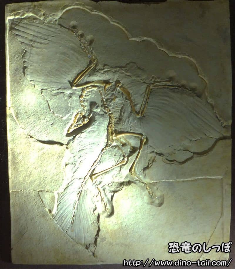 アーケオプテリクス | 始祖鳥