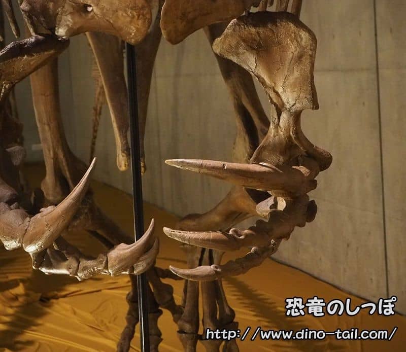 バリオニクスの爪