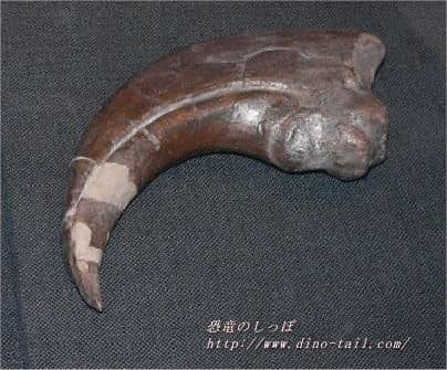 バリオニクスの第一指の爪
