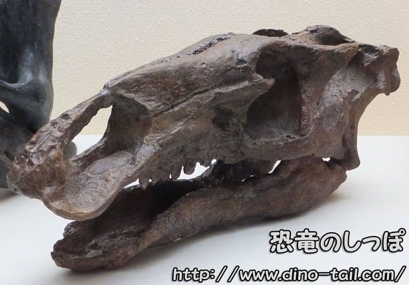 カマラサウルスの頭骨化石
