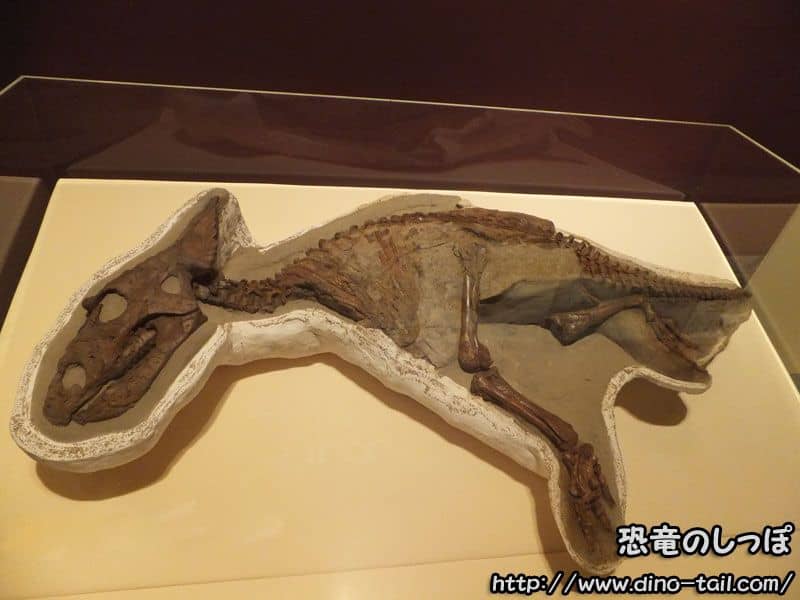 カスモサウルス幼体の化石