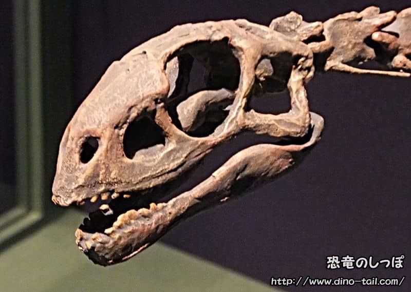 チレサウルスの頭骨化石