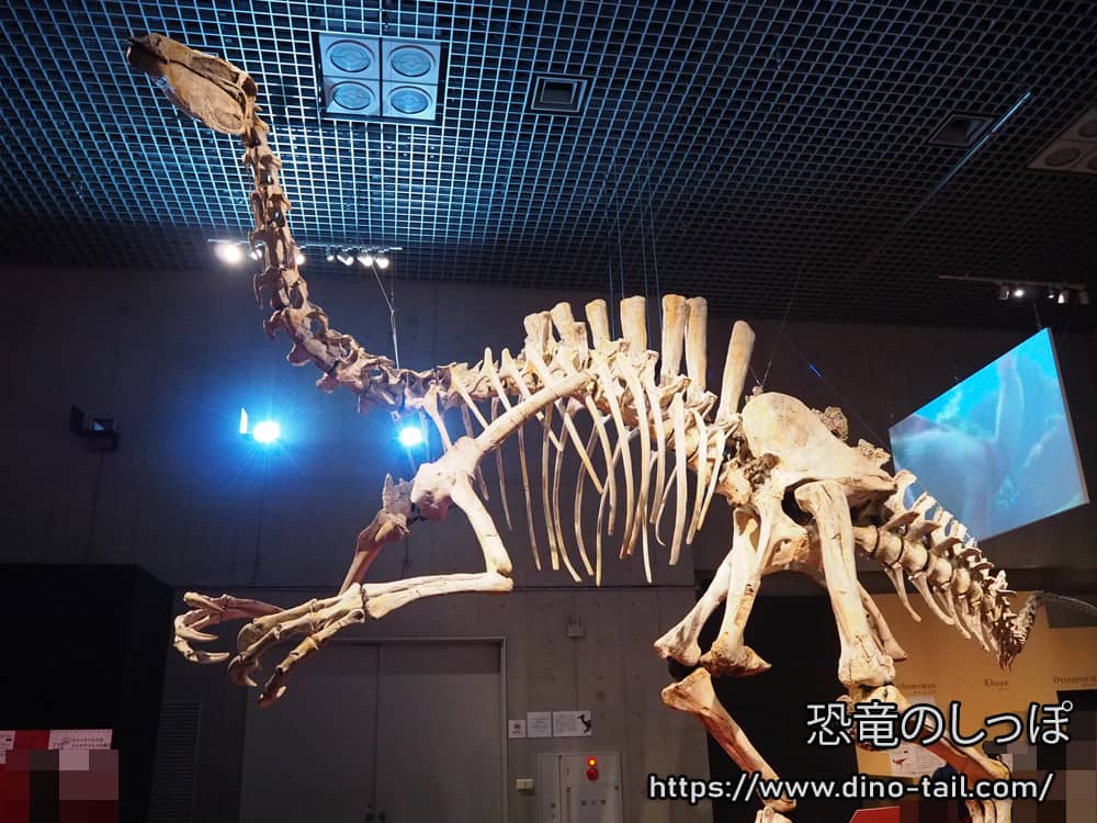 デイノケイルスの全身骨格化石