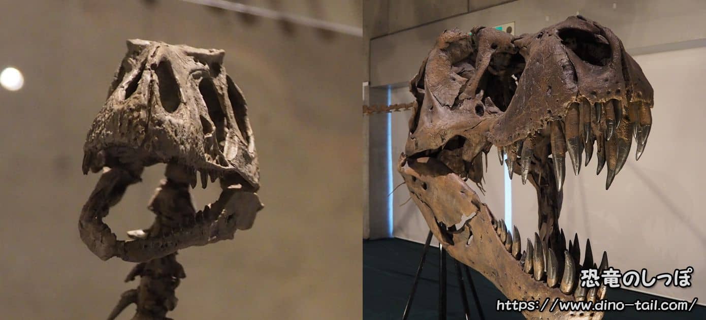 ディロングとティラノサウルスの頭骨比較