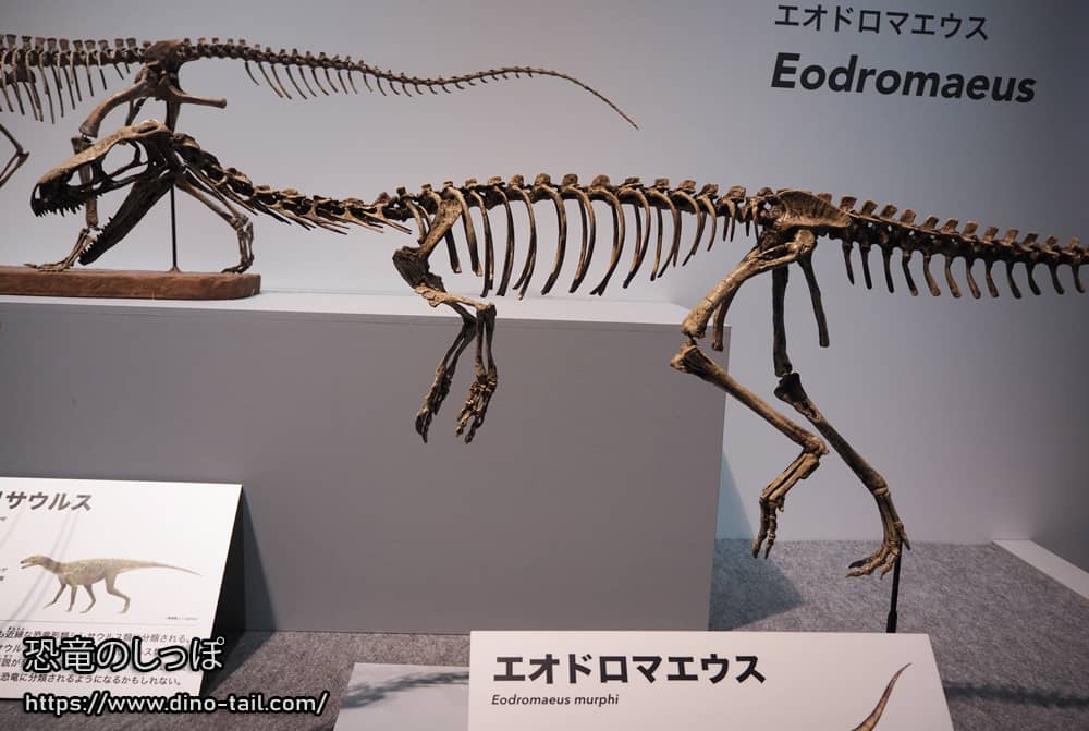エオドロマエウスの全身骨格化石