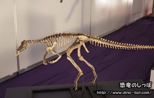 エオラプトルの全身骨格化石