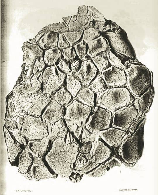 ステレオケファルスと記載された頭骨(1902年)