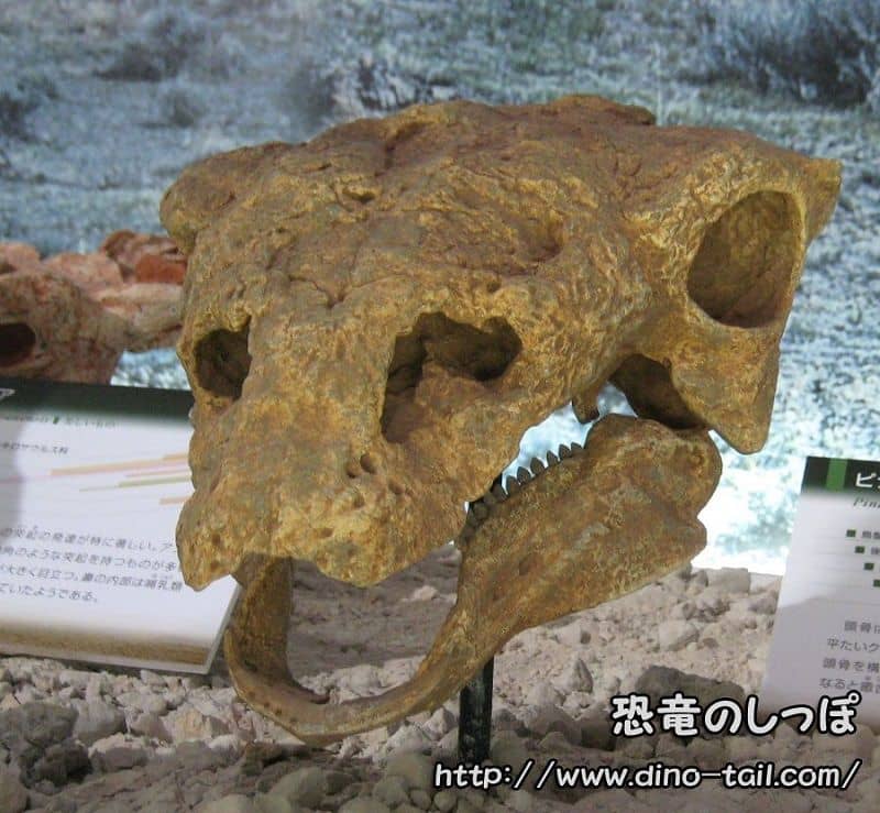 ガストニアの頭骨化石