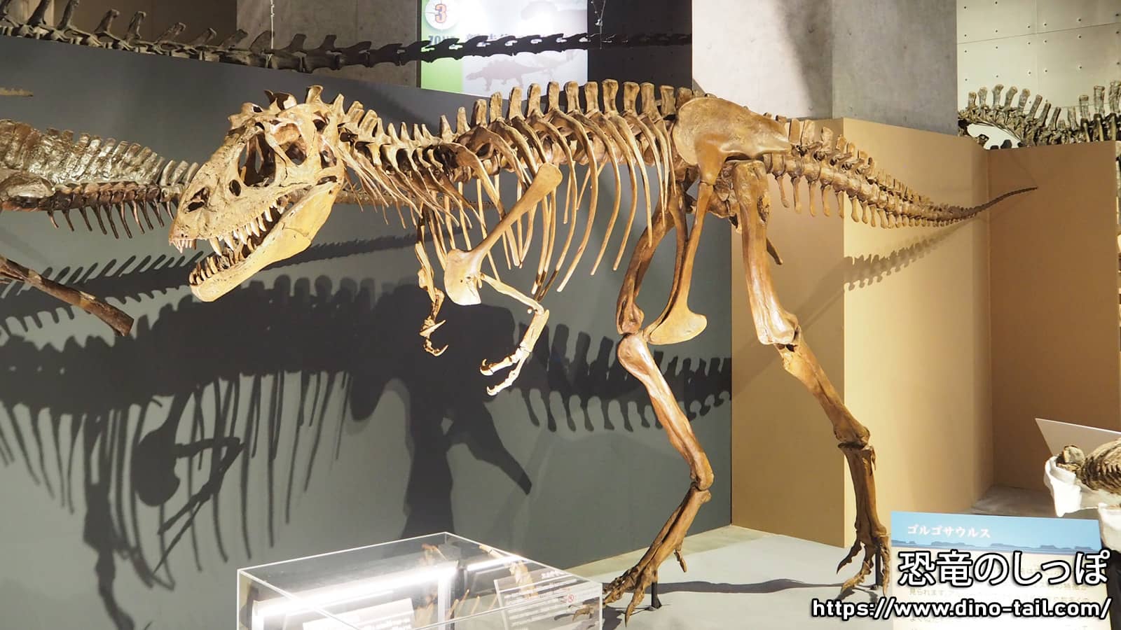 ゴルゴサウルスの全身骨格化石