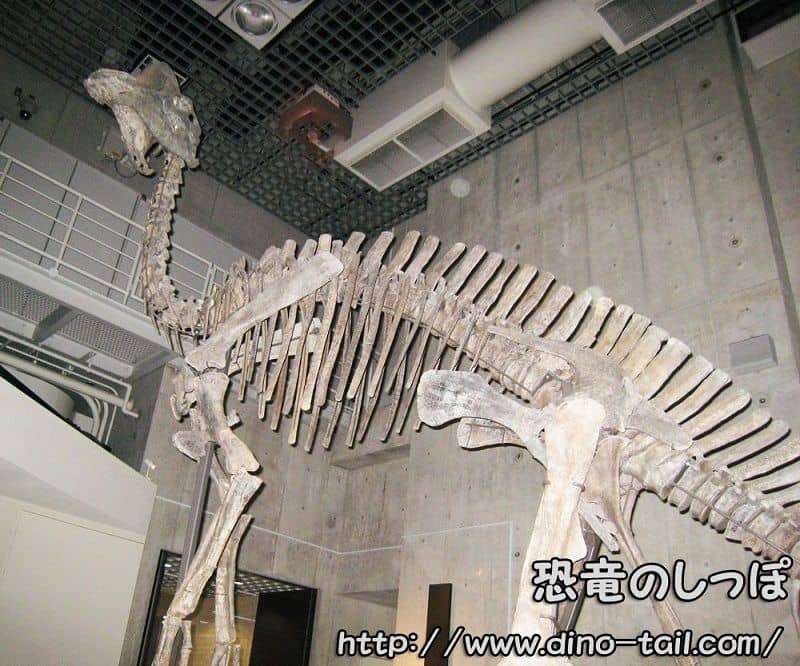 ヒパクロサウルス