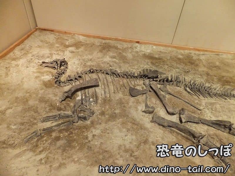ヒパクロサウルスの全身骨格化石