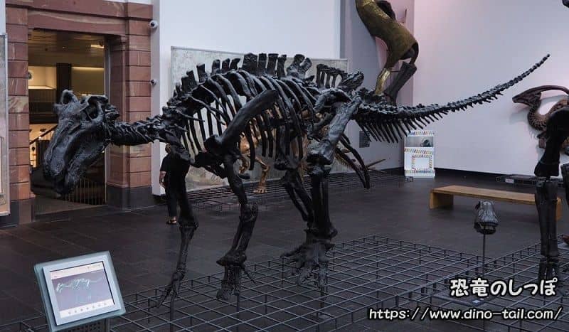 イグアノドン Iguanodon