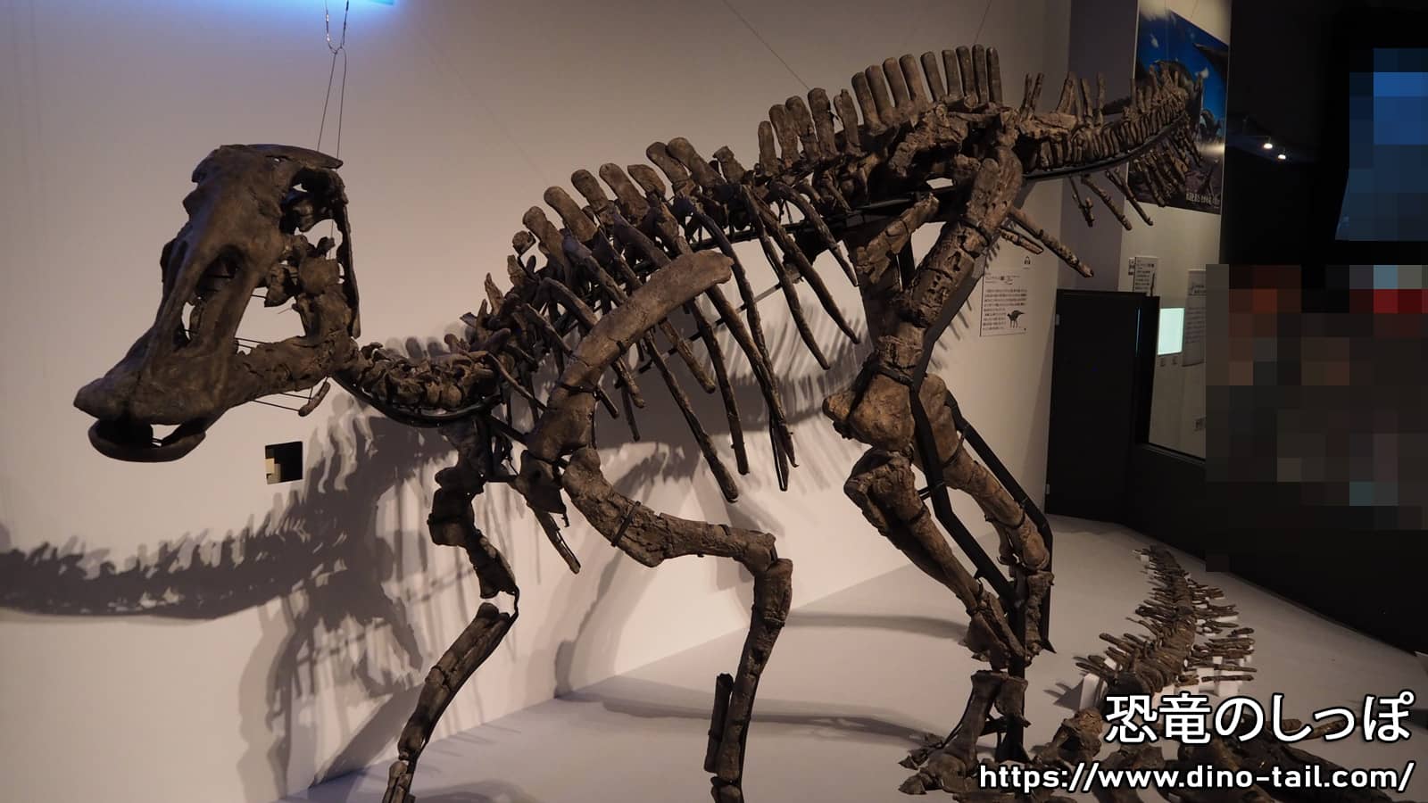 カムイサウルスの全身骨格化石