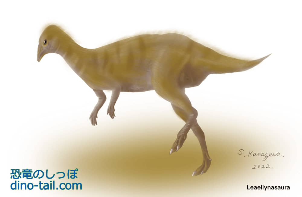 ラエリナサウラ(Leaellynasaura)のイラスト