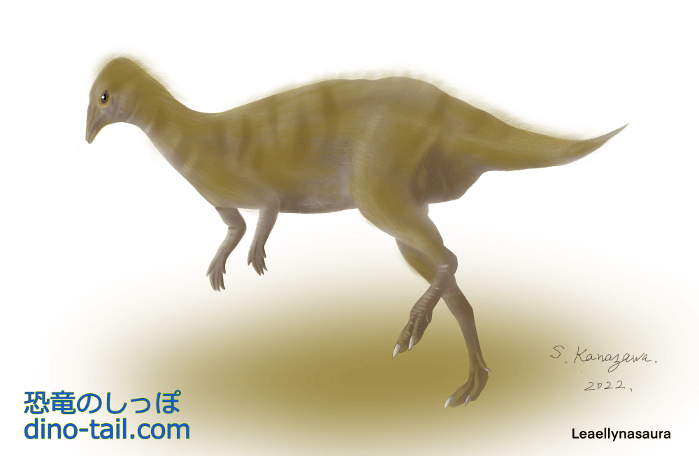 ラエリナサウラ(Leaellynasaura)のイラスト