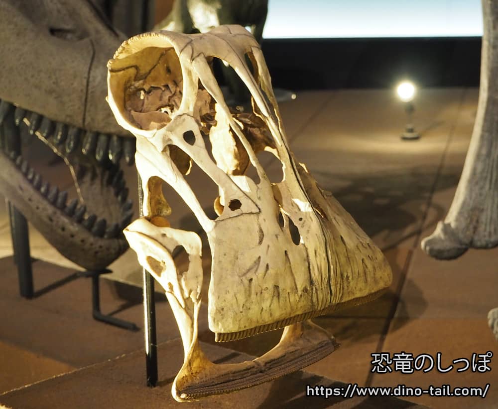 ニジェールサウルスの頭骨化石