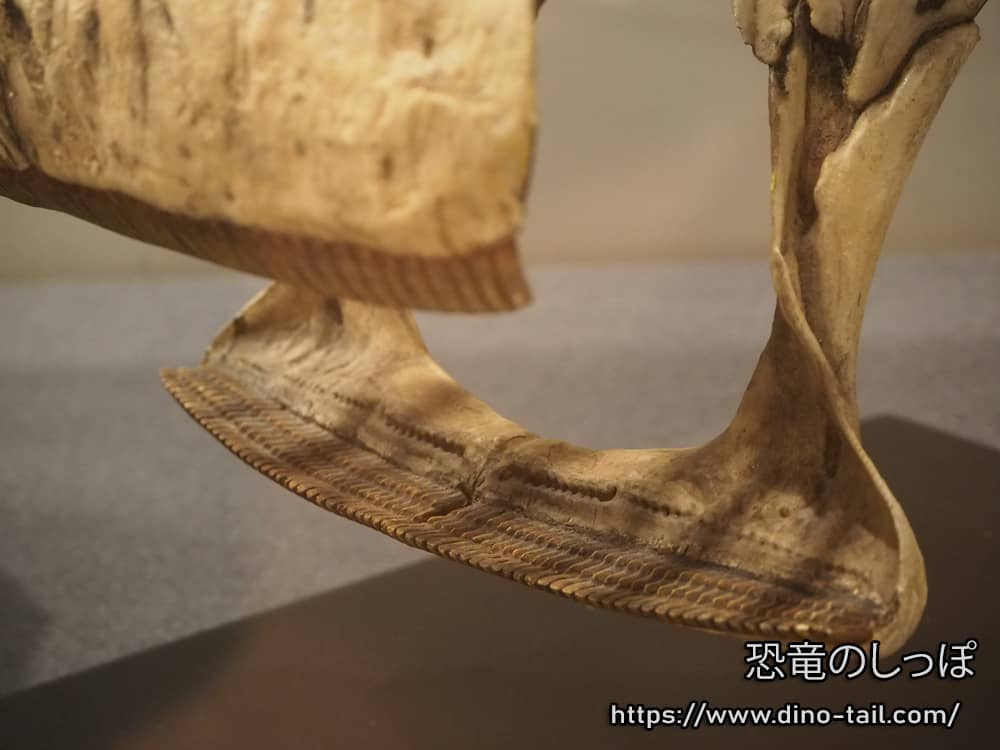 ニジェールサウルスの歯