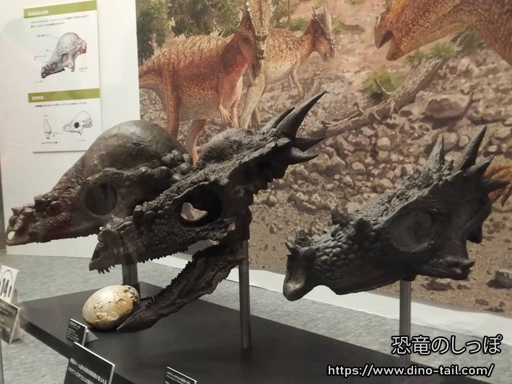 パキケファロサウルス、スティギモロク、ドラコレックスの頭骨化石