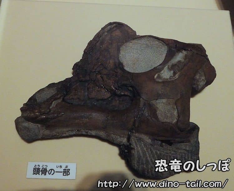 パラサウロロフス幼体の頭骨化石