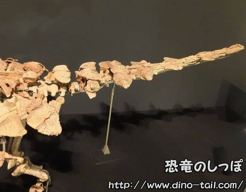 サイカニアの尾