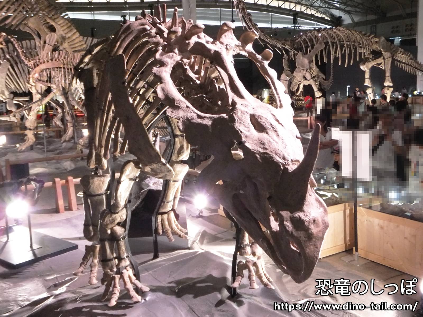 シノケラトプスの全身骨格化石