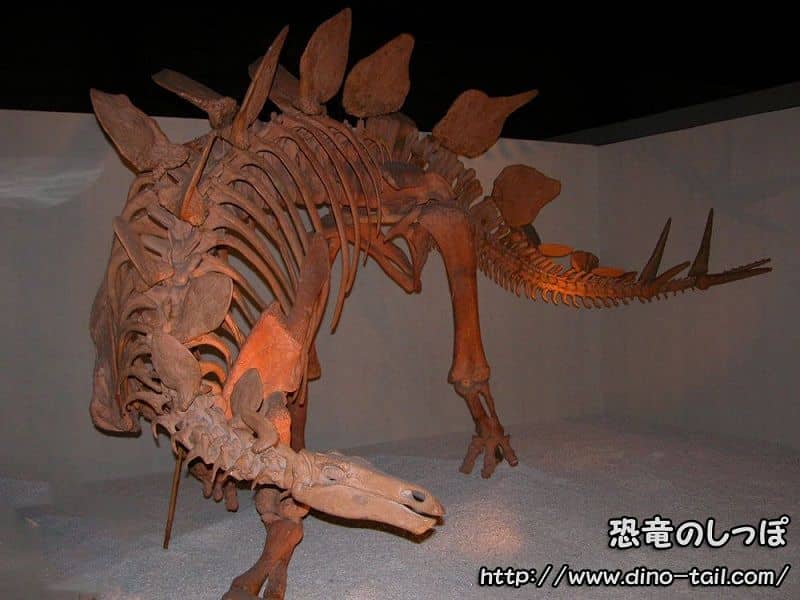 ステゴサウルスの全身骨格化石