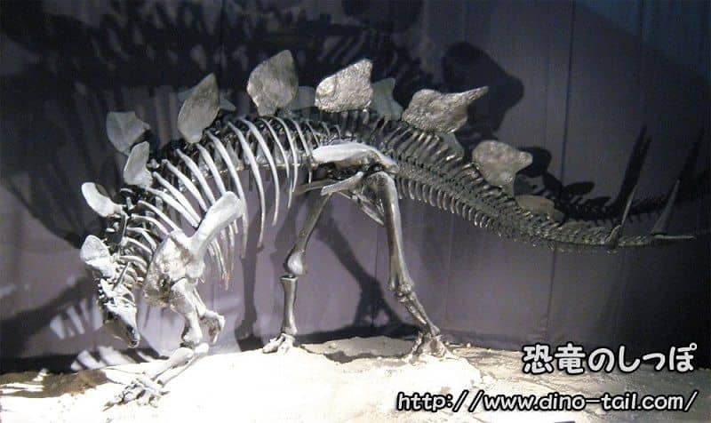 ステゴサウルス Stegosaurus