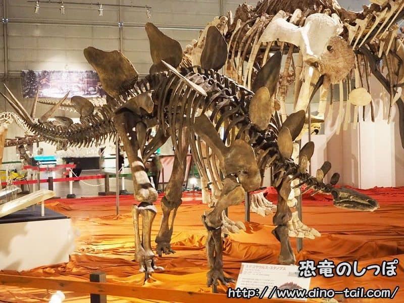 ステゴサウルス Stegosaurus