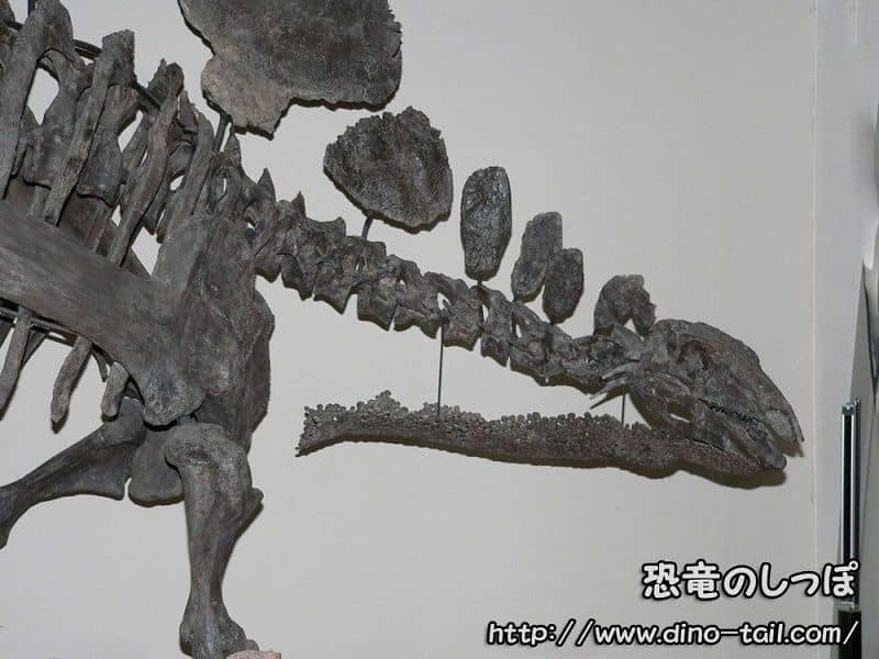 ステゴサウルスの喉元