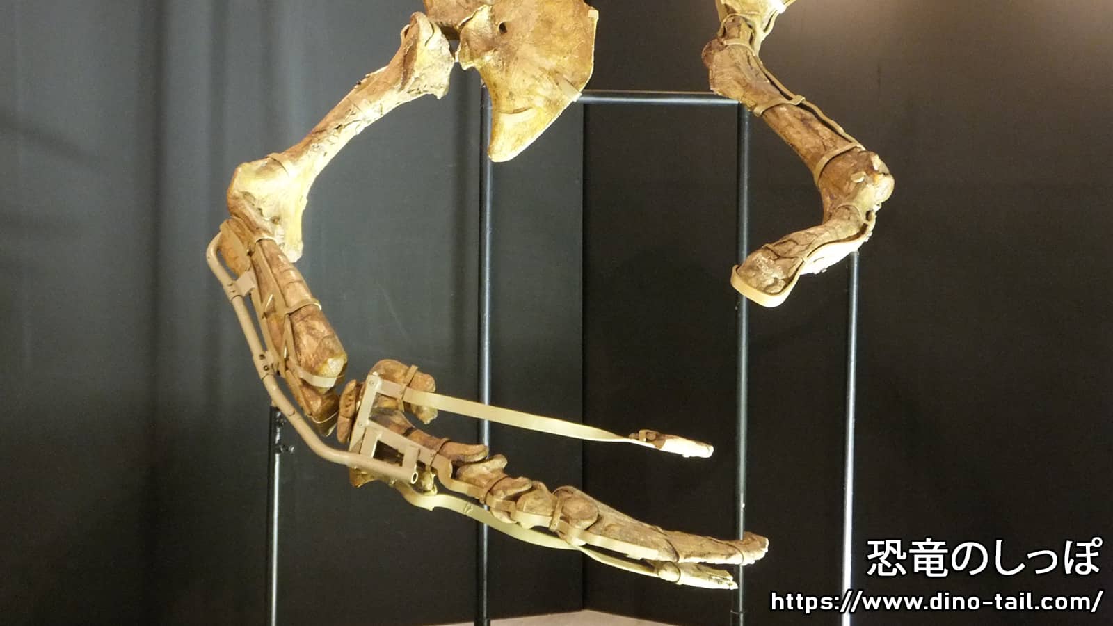 テリジノサウルスの前肢化石