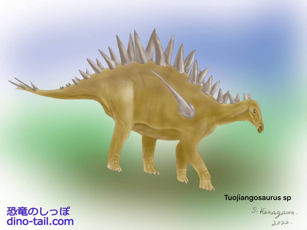 トゥオジャンゴサウルス(Tuojiangosaurus)のイラスト